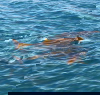 Roebuck Bay Snubfin Dolphin Cruise - Accommodation Bookings