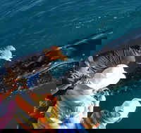 AOC Whale Watching from Broome - Accommodation Bookings
