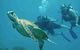 Ocean Freedom Great Barrier Reef Personal Luxury Snorkel & Dive Cruise, Cairns - thumb 4