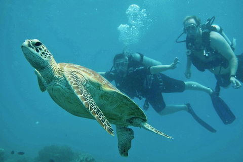 Ocean Freedom Great Barrier Reef Personal Luxury Snorkel & Dive Cruise, Cairns - Accommodation Bookings 4