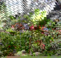 Australian Butterfly Sanctuary - Accommodation Bookings