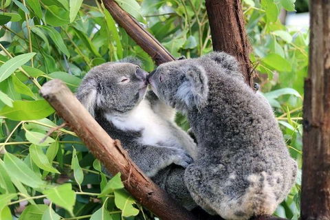 Classic Kuranda By Skyrail And Scenic Railway Including Rainforestation, Koala And Wildlife Park And Pamagirri Aboriginal Experi - Accommodation Bookings 3
