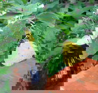 Australian Butterfly Sanctuary- Virtual Interactive Tour With Private Guide - Accommodation Bookings