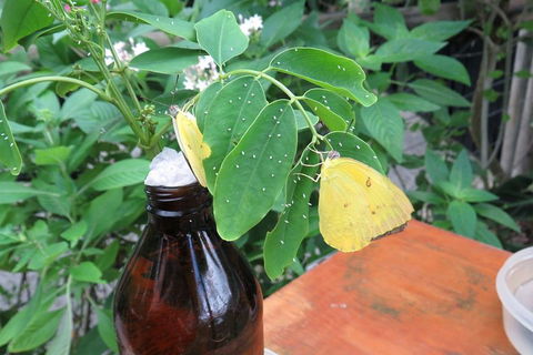 Australian Butterfly Sanctuary- Virtual Interactive Tour With Private Guide - Accommodation Bookings 0