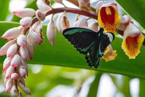 Australian Butterfly Sanctuary- Virtual Interactive Tour With Private Guide - Accommodation Bookings 2