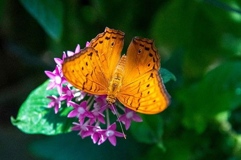 Australian Butterfly Sanctuary- Virtual Interactive Tour With Private Guide - Accommodation Bookings 3