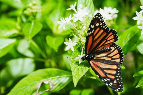 Australian Butterfly Sanctuary- Virtual Interactive Tour With Private Guide - Accommodation Bookings 4