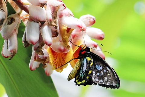 Australian Butterfly Sanctuary- Virtual Interactive Tour With Private Guide - Accommodation Bookings 5