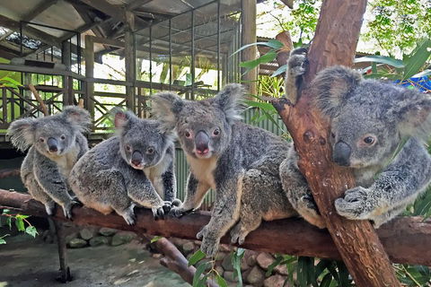 Best Of Kuranda Including Skyrail, Kuranda Scenic Railway And Rainforestation - Accommodation Bookings 4