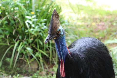 Kuranda Rainforestation Nature Park Ticket (BNP) - Accommodation Bookings 3