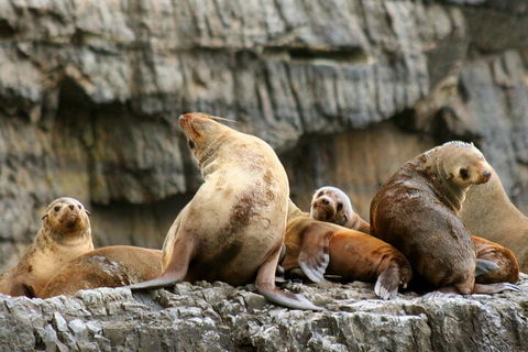 Tasman Island Cruises And Port Arthur Historic Site Day Tour From Hobart - Accommodation Bookings 1