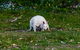 Bruny Island Traveller - Gourmet Tasting And Sightseeing Day Trip From Hobart - thumb 3