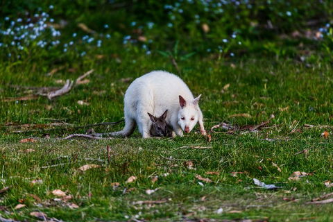 Bruny Island Traveller - Gourmet Tasting And Sightseeing Day Trip From Hobart - Accommodation Bookings 3