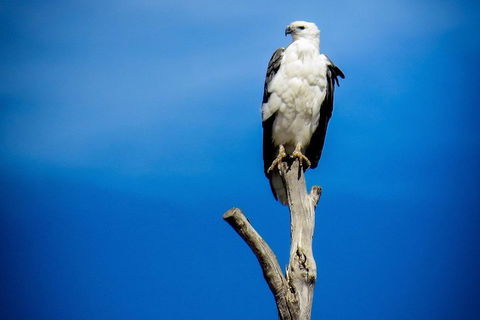 Kangaroo Island 75-Minute Ocean Safari - Accommodation Bookings 0