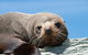 Kangaroo Island 75-Minute Ocean Safari - thumb 1