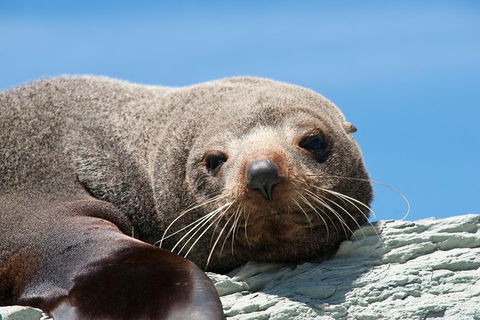 Kangaroo Island 75-Minute Ocean Safari - Accommodation Bookings 1