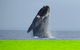 Kangaroo Island 75-Minute Ocean Safari - thumb 2
