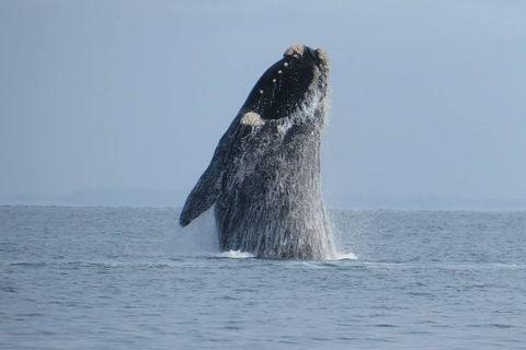 Kangaroo Island 75-Minute Ocean Safari - Accommodation Bookings 2