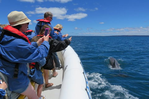 Kangaroo Island 75-Minute Ocean Safari - Accommodation Bookings 3