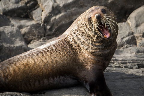 Kangaroo Island 75-Minute Ocean Safari - Accommodation Bookings 5