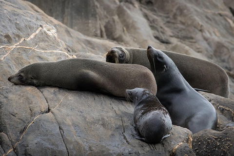 Kangaroo Island Ocean Safari - Snorkeling Safari - Accommodation Bookings 0