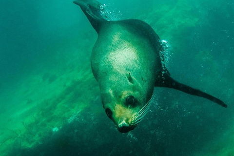 Kangaroo Island Ocean Safari - Snorkeling Safari - Accommodation Bookings 1