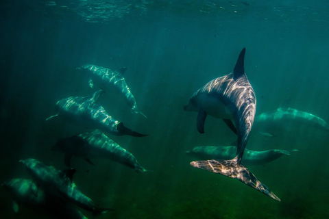 Kangaroo Island Ocean Safari - Snorkeling Safari - Accommodation Bookings 2