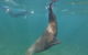 Kangaroo Island Ocean Safari - Snorkeling Safari - thumb 3