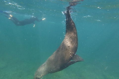 Kangaroo Island Ocean Safari - Snorkeling Safari - Accommodation Bookings 3