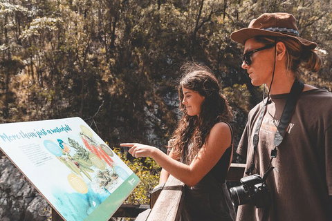 Springbrook AndTamborine Rainforest Tour Incl Natural Bridge And Glow Worm Cave - Accommodation Bookings 0