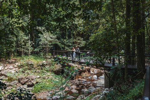 Springbrook AndTamborine Rainforest Tour Incl Natural Bridge And Glow Worm Cave - Accommodation Bookings 3