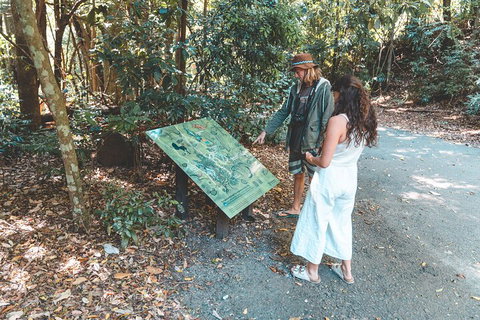 Springbrook AndTamborine Rainforest Tour Incl Natural Bridge And Glow Worm Cave - Accommodation Bookings 5