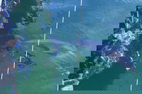 Dolphin Cruise from Adelaide with Optional Dolphin Swim