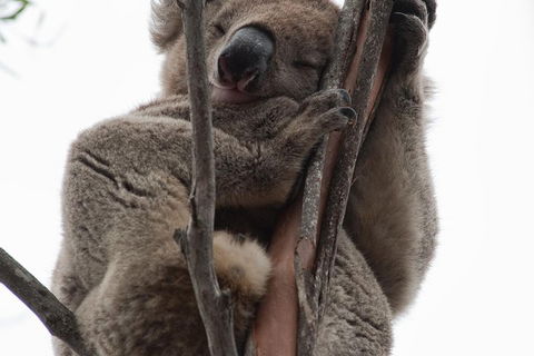 2-Day Kangaroo Island 4WD Small-Group Tour From Adelaide - Accommodation Bookings 0