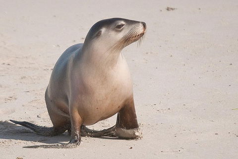 2-Day Kangaroo Island 4WD Small-Group Tour From Adelaide - Accommodation Bookings 4