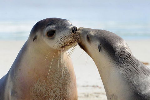 2 Day Ultimate Kangaroo Island With Return Ferry - Accommodation Bookings 2