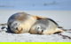 NEW TOUR - Kangaroo Island Road To Recovery Tour (1 Day/1 Night) - thumb 1