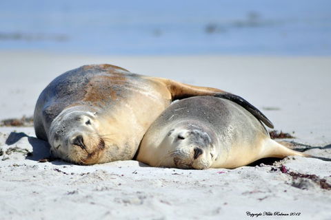 NEW TOUR - Kangaroo Island Road To Recovery Tour (1 Day/1 Night) - Accommodation Bookings 1