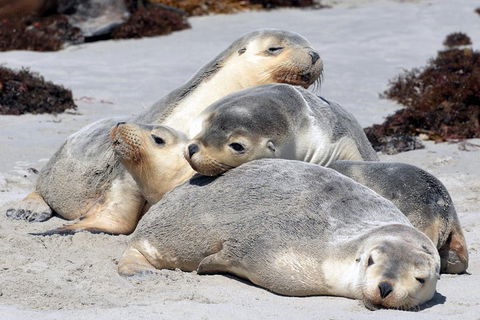 Small-Group Kangaroo Island 4WD Tour From Adelaide - Accommodation Bookings 1