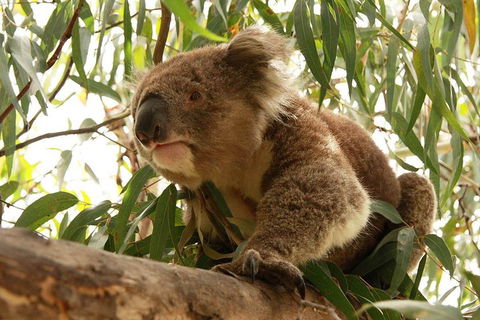 Private Tour: Great Ocean Road From Melbourne - Accommodation Bookings 1