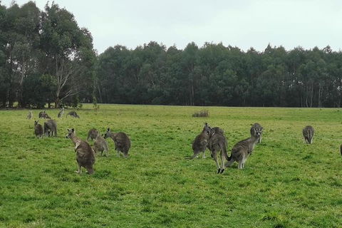 Private Tour: Great Ocean Road From Melbourne - Accommodation Bookings 4