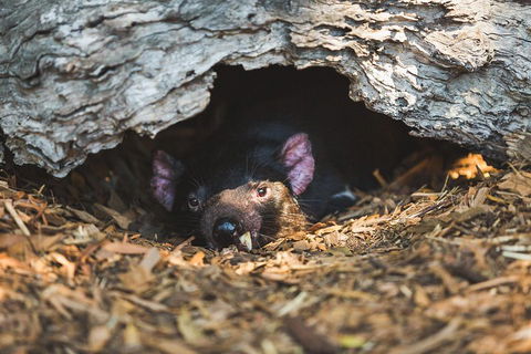 Private Tour: Phillip Island, Penguin Parade And Moonlit Sanctuary Conservation Park From Melbourne - Accommodation Bookings 0