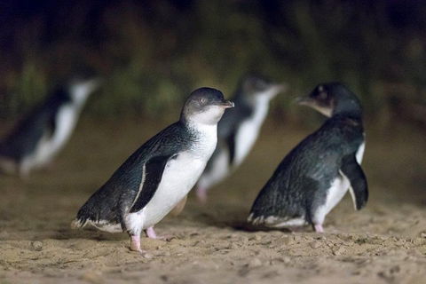 Private Tour: Phillip Island, Penguin Parade And Moonlit Sanctuary Conservation Park From Melbourne - Accommodation Bookings 2