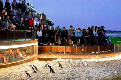 Private Tour: Phillip Island, Penguin Parade And Moonlit Sanctuary Conservation Park From Melbourne - Accommodation Bookings 4