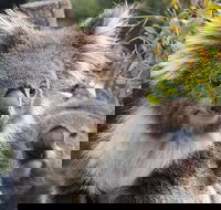 Kuranda Koala Gardens and Birdworld Admission Tickets - Accommodation Bookings