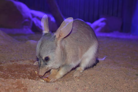 Kuranda Wildlife Experience Three Attraction Pass - Accommodation Bookings 0
