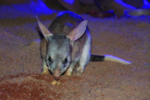 Kuranda Koala Gardens General Entry Ticket - Accommodation Bookings 3