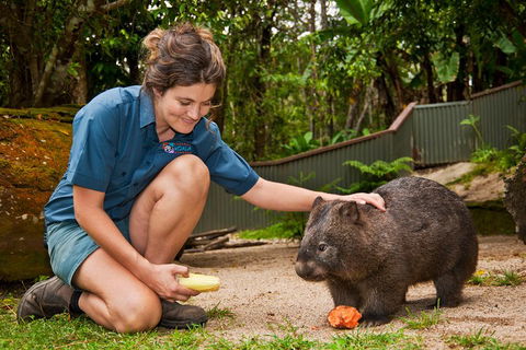 Kuranda Koala Gardens General Entry Ticket - Accommodation Bookings 4