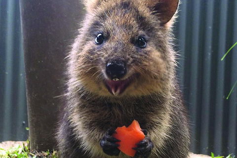 Kuranda Koala Gardens General Entry Ticket - Accommodation Bookings 5