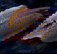 Cairns Aquarium Tour by Twilight with Drink and Appetiser - Accommodation Bookings